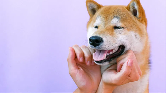 Animals & Emotional Healing
